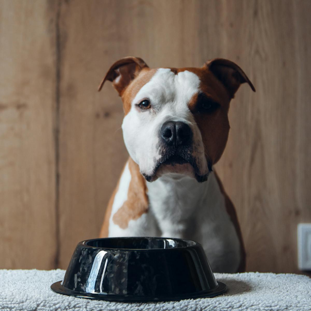 犬用早食い防止皿のおすすめ15選 小型犬から大型犬まで使える人気の食器を徹底ガイド セレクト 犬用早食い防止皿のおすすめ15選 小型犬から大型犬まで使える人気の食器を徹底ガイド セレクト