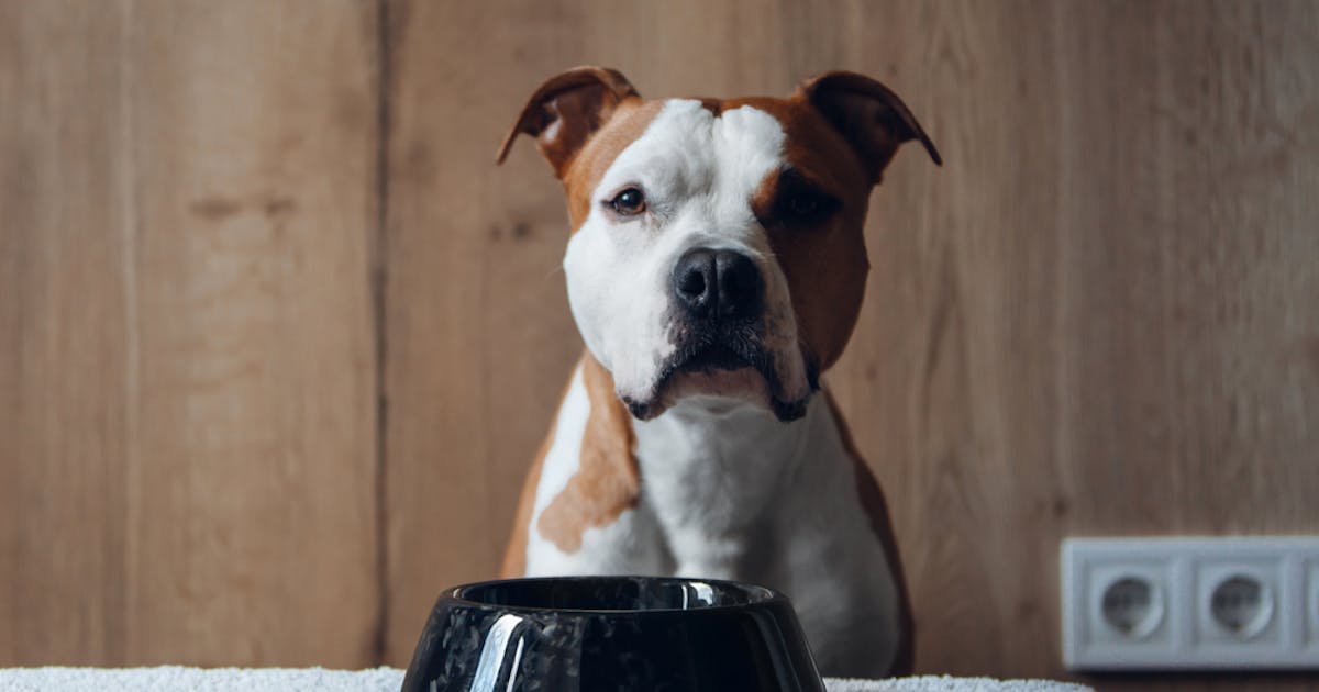 犬用早食い防止皿のおすすめ15選 小型犬から大型犬まで使える人気の食器を徹底ガイド Smartlog 犬用早食い防止皿のおすすめ15選 小型犬から大型犬まで使える人気の食器を徹底ガイド Smartlog
