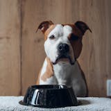 犬用早食い防止皿のおすすめ15選｜小型犬か...