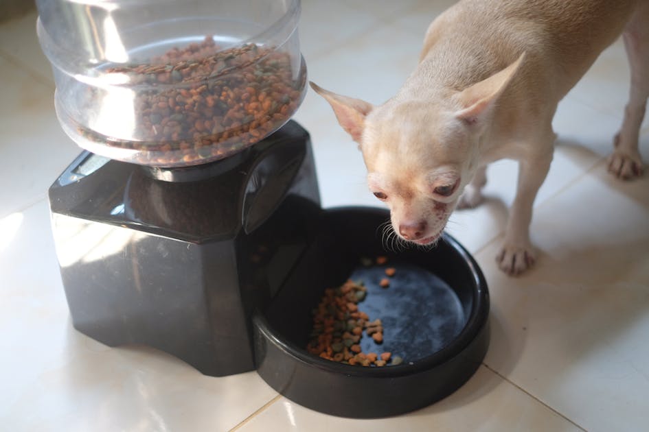 犬 猫 自動給餌器のおすすめ選 外出中におやつもあげられる人気商品とは Smartlog