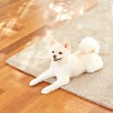 ウッドカーペットのおすすめ特集｜敷くだけでフローリングになる人気の床材とは？