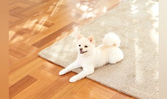 ウッドカーペットのおすすめ特集｜敷くだけでフローリングになる人気の床材とは？