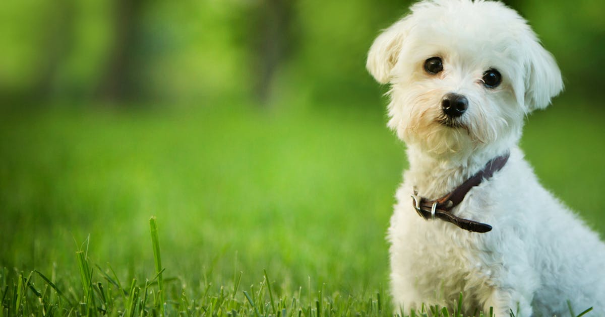 犬用ハーフチョークのおすすめ10選 散歩が快適になる人気の首輪を大公開 Smartlog 犬用ハーフチョークのおすすめ10選 散歩が快適になる人気の首輪を大公開 Smartlog