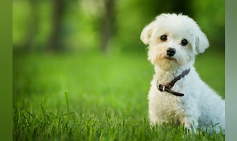 犬用ハーフチョークのおすすめ12選...