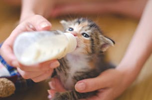 猫用ミルクの人気おすすめ特集｜子猫...