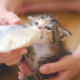 猫用ミルクの人気おすすめ特集｜子猫・成猫・...