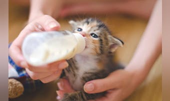猫用ミルクの人気おすすめ特集｜子猫・成猫・シニア猫に最適な牛乳を大公開