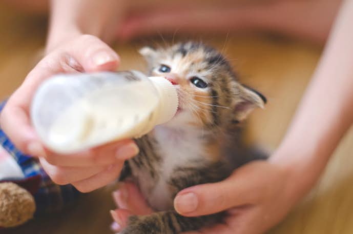 猫用ミルクのおすすめ