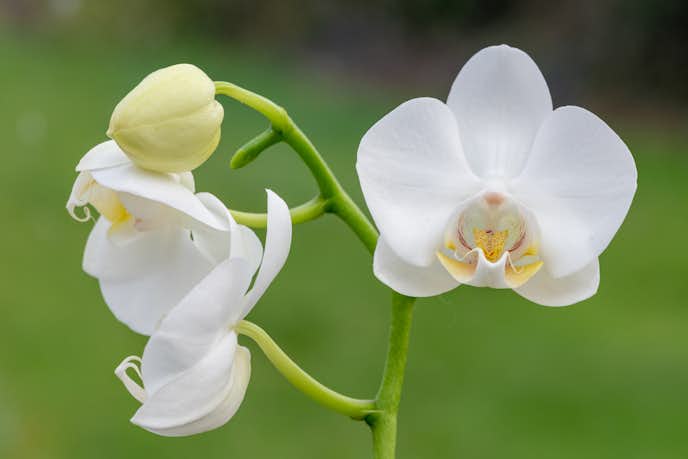 「幸せ」や「幸福」の花言葉を持つ花の種類は胡蝶蘭