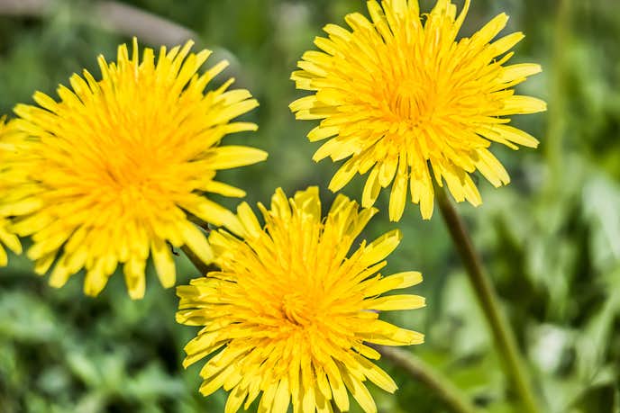 花言葉 幸せ 幸福を意味する 27本の花 贈る相手の幸せを願う花一覧とは Smartlog 花言葉 幸せ 幸福を意味する 27本の花 贈る相手の幸せを願う花一覧とは Smartlog