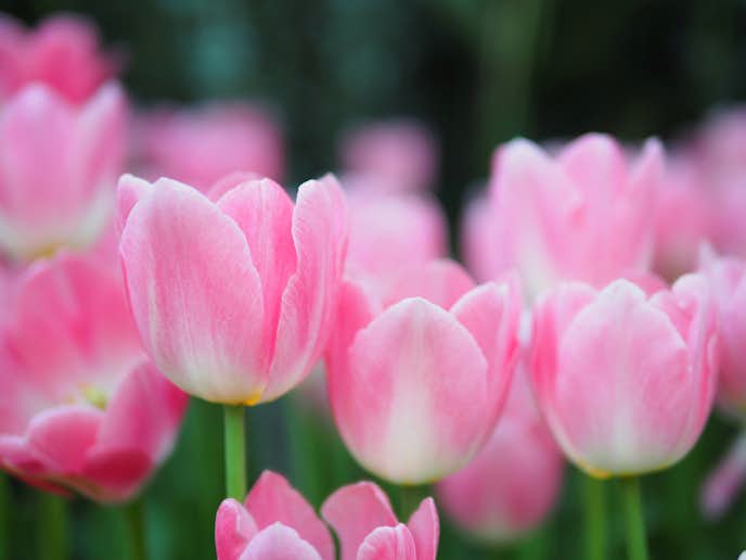「幸せ」や「幸福」の花言葉を持つ花の種類はチューリップピンク
