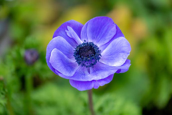 花言葉 片思いの意味を持つ 21本の花 切ない気持ちを表す愛の花一覧とは Smartlog 花言葉 片思いの意味を持つ 21本の花 切ない気持ちを表す愛の花一覧とは Smartlog