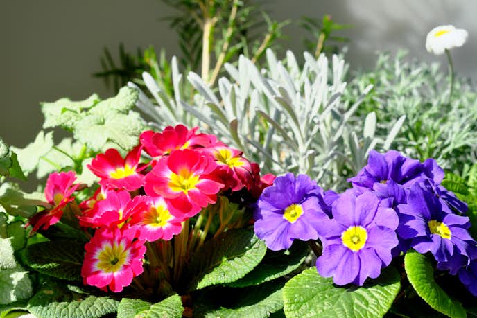 花言葉 片思いの意味を持つ 21本の花 切ない気持ちを表す愛の花一覧とは Smartlog 花言葉 片思いの意味を持つ 21本の花 切ない気持ちを表す愛の花一覧とは Smartlog