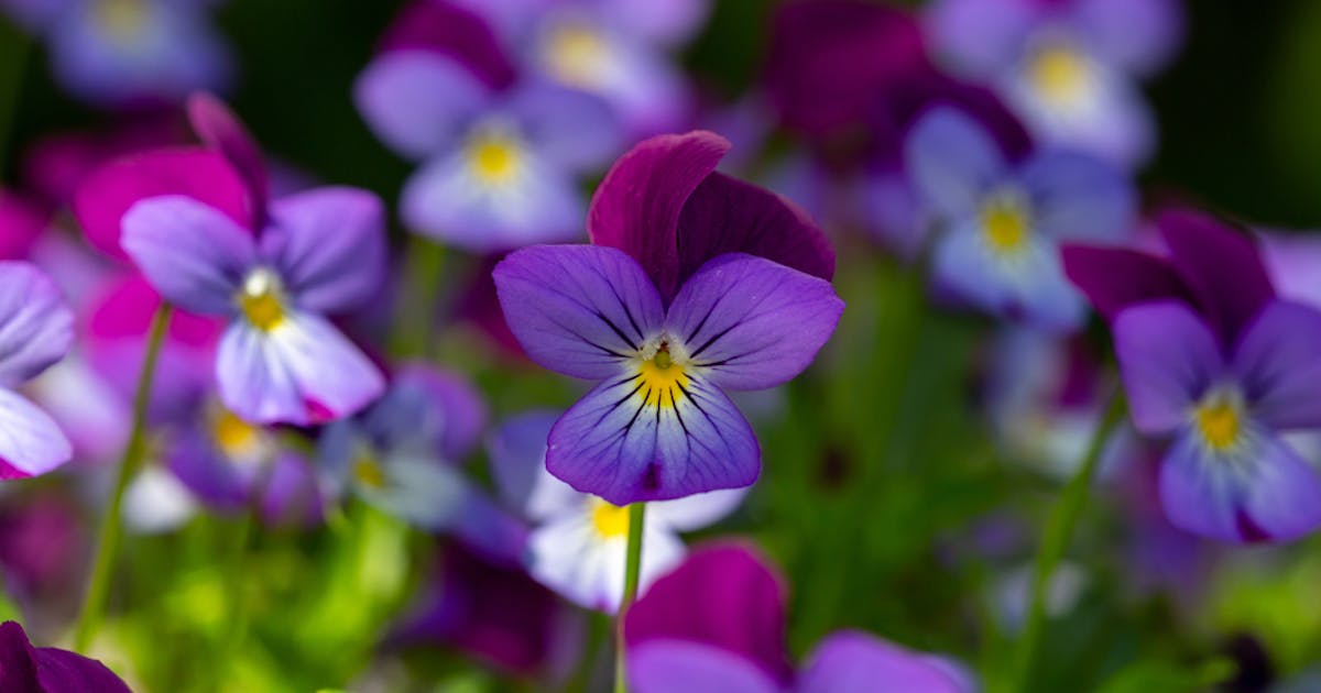 花言葉 片思いの意味を持つ 21本の花 切ない気持ちを表す愛の花一覧とは Smartlog 花言葉 片思いの意味を持つ 21本の花 切ない気持ちを表す愛の花一覧とは Smartlog