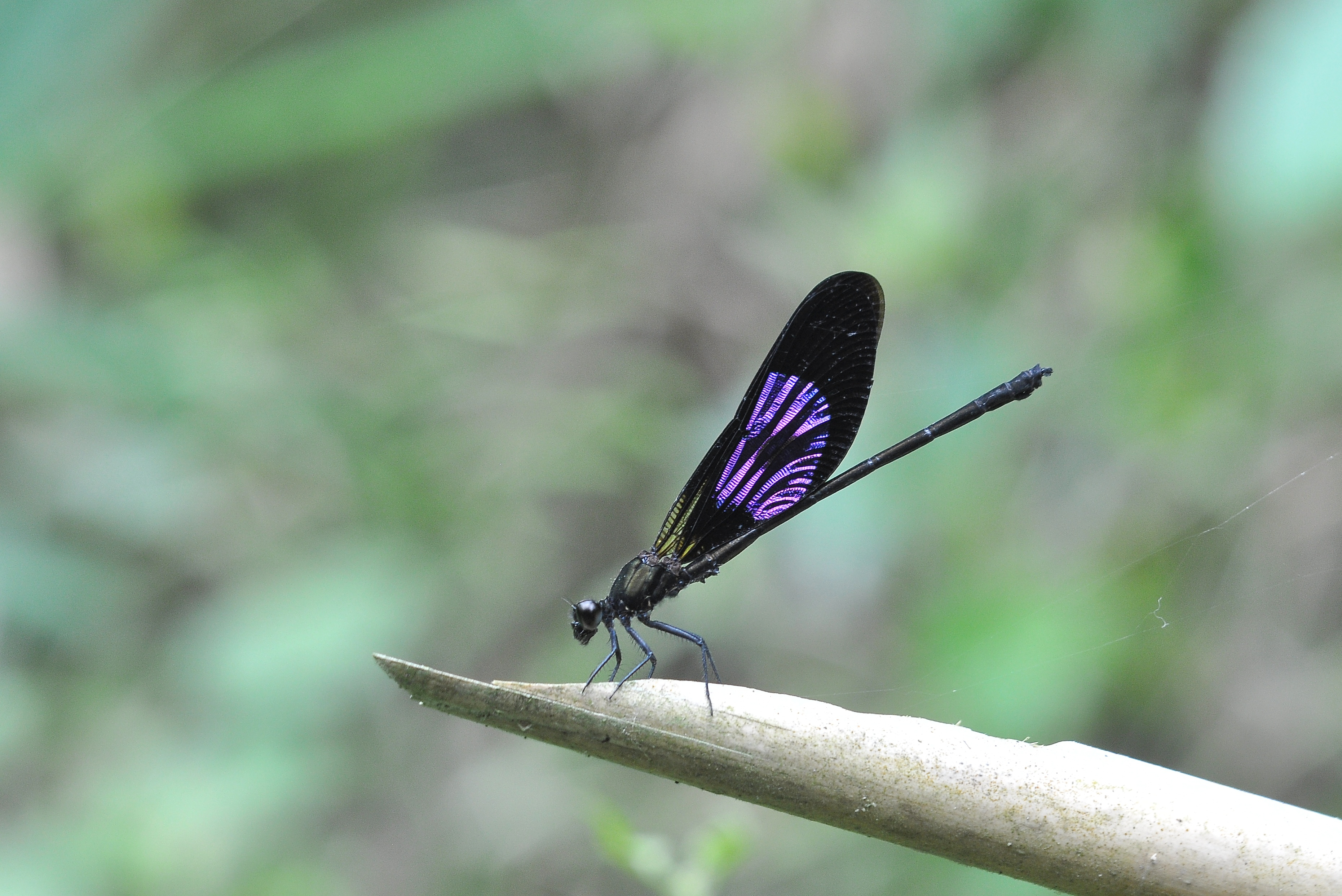 夢占い トンボの夢の意味 状況別にスピリチュアル的な暗示を診断 Smartlog