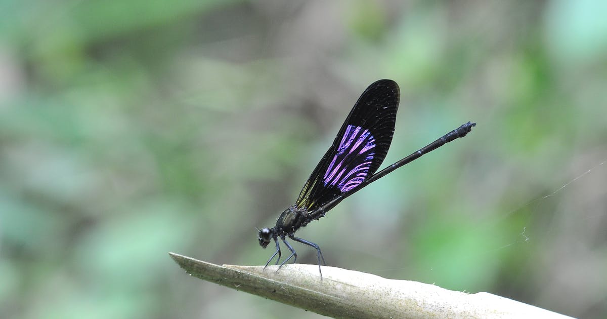 夢占い トンボの夢の意味 状況別にスピリチュアル的な暗示を診断 Smartlog 夢占い トンボの夢の意味 状況別にスピリチュアル的な暗示を診断 Smartlog