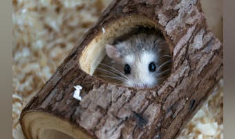 ハムスター用かじり木のおすすめ11...
