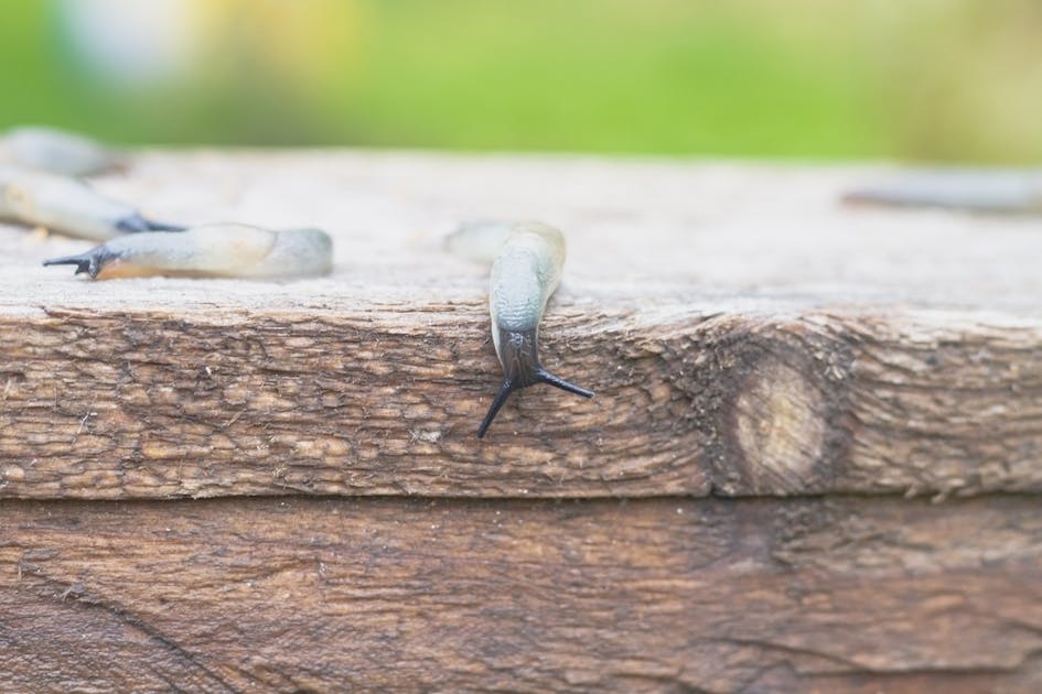 ナメクジ駆除剤のおすすめ13選 選び方のポイントも解説 Smartlog