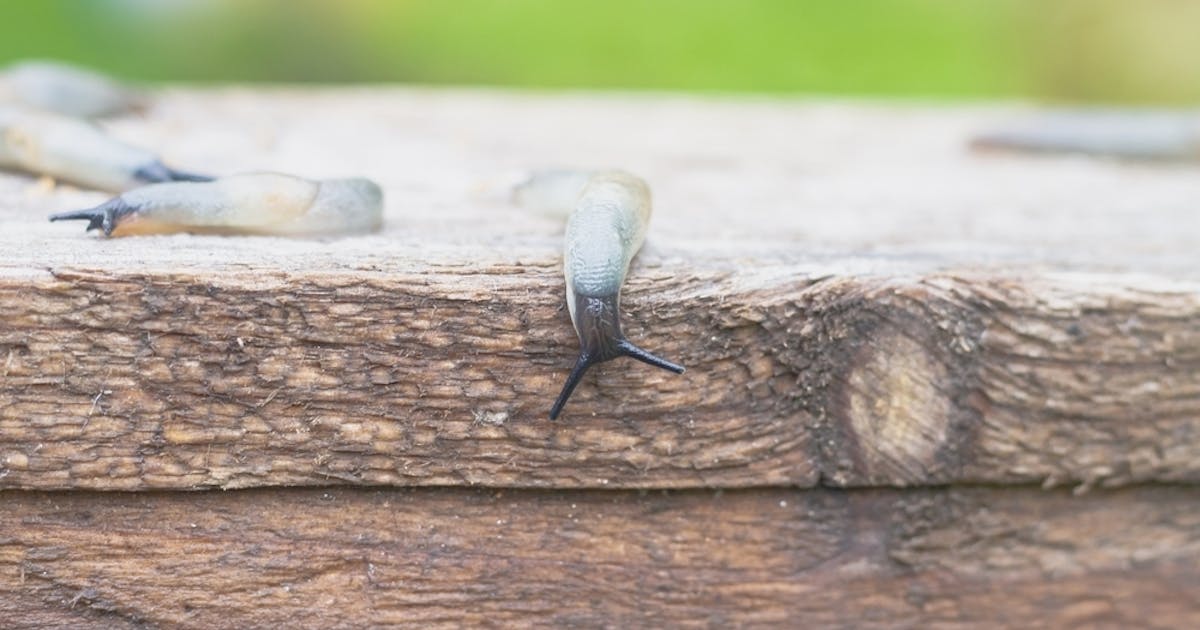 ナメクジ駆除剤のおすすめ13選 選び方のポイントも解説 Smartlog ナメクジ駆除剤のおすすめ13選 選び方のポイントも解説 Smartlog