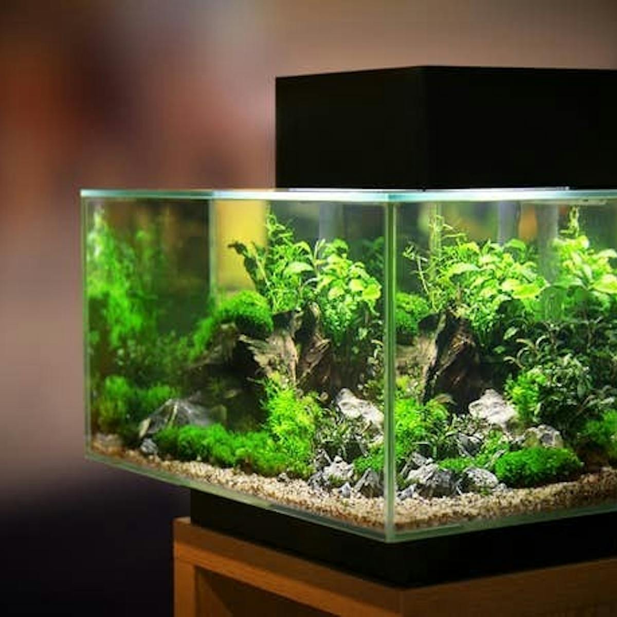 23年1月 ソイルのおすすめ15選 メダカやシュリンプの成長に役立つ水草を比較 セレクト 23年1月 ソイルのおすすめ15選 メダカやシュリンプの成長に役立つ水草を比較 セレクト