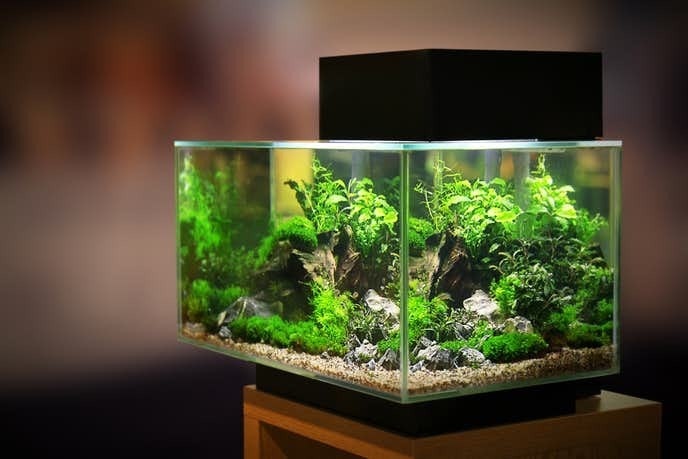 大人気新品 8kg Gex ピュアソイル ジェックス ブラック 熱帯魚 アクアリウム 大人気新品 8kg Gex ピュアソイル ジェックス ブラック 熱帯魚 アクアリウム