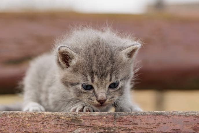 ペットステップのおすすめ13選 選び方のポイントも解説 Smartlog ペットステップのおすすめ13選 選び方のポイントも解説 Smartlog