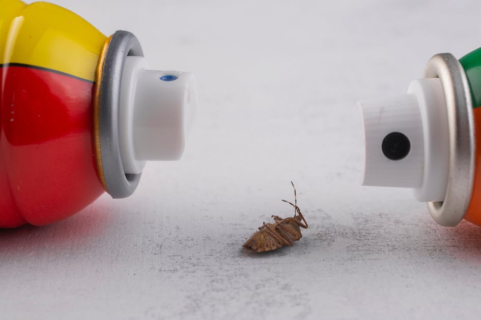 ゴキブリ駆除剤のおすすめ13選 選び方のポイントも解説 セレクト By Smartlog