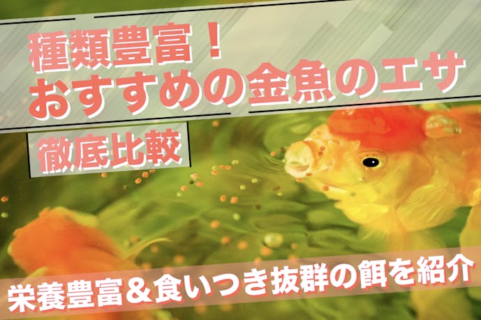金魚の餌の人気おすすめ20選｜フレーク・粒・冷凍タイプのエサを徹底比較