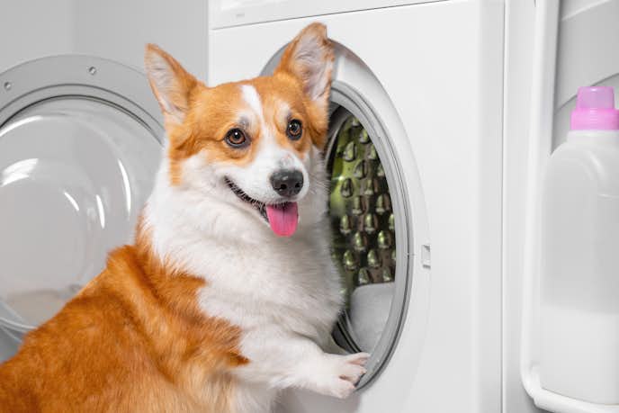 洗濯や丸洗い可能な犬ベッドを選ぶ