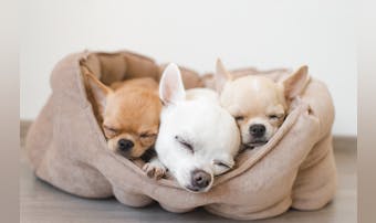 犬用ベッドのおすすめ16選｜おしゃれで洗えるかわいいマットを人気タイプ別に紹介！