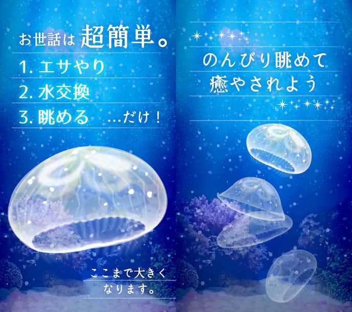 癒しのクラゲ育成ゲーム.png