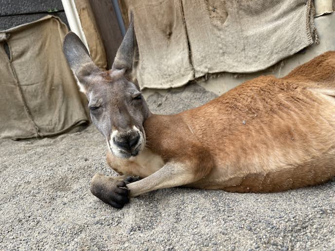 長野県のおすすめ観光スポットは須坂市動物園