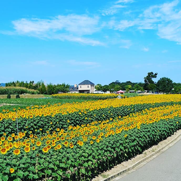 兵庫県のおすすめ観光スポットは淡路ファームパーク イングランドの丘