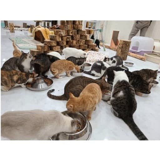 おすすめの岩手県滝沢市のふるさと納税にペットの里のねこちゃん1匹の1ヵ月の食事代 支援寄付【ポストカード10枚】