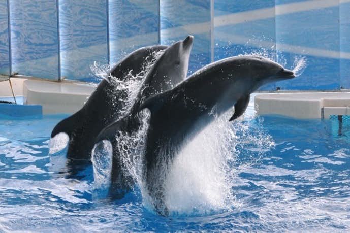 鎌倉・江の島・湘南のデートスポットのおすすめは新江ノ島水族館