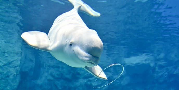 名古屋のおすすめデートスポットは名古屋港水族館