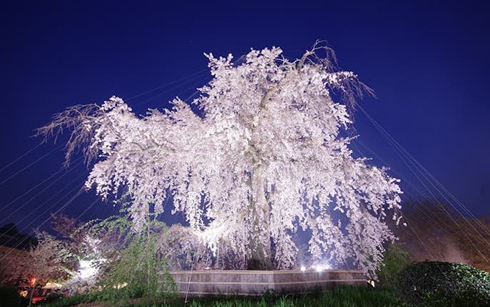 京都のおすすめ観光京都スポットは円山公園