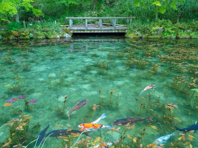 岐阜県のおすすめお出かけスポットはモネの池