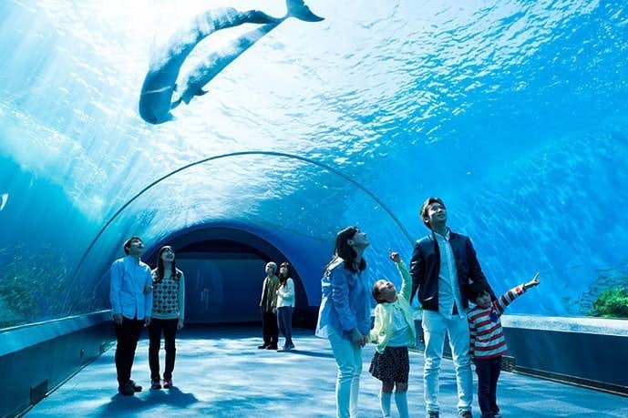 横浜エリアのデートスポットのおすすめは横浜・八景島シーパラダイス
