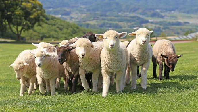 千葉県のおすすめお出かけスポットはマザー牧場