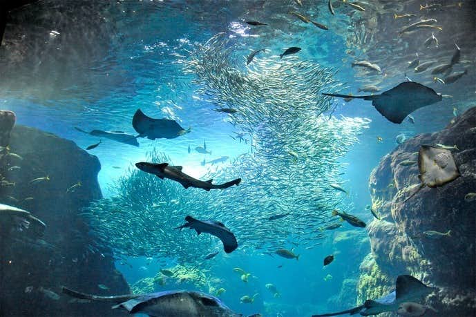 鎌倉・江の島・湘南のデートスポットのおすすめは新江ノ島水族館