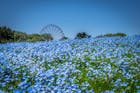 茨城のお出かけスポット特集。定番から穴場ま...