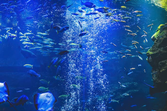 京都のおすすめお出かけスポットは京都水族館