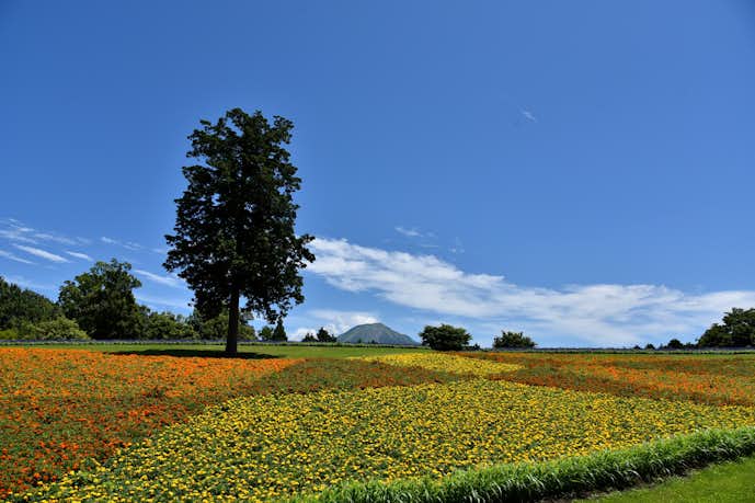 鳥取のおすすめ観光スポットはとっとり花回廊