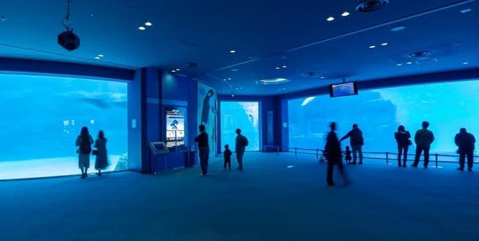 名古屋のおすすめデートスポットは名古屋港水族館