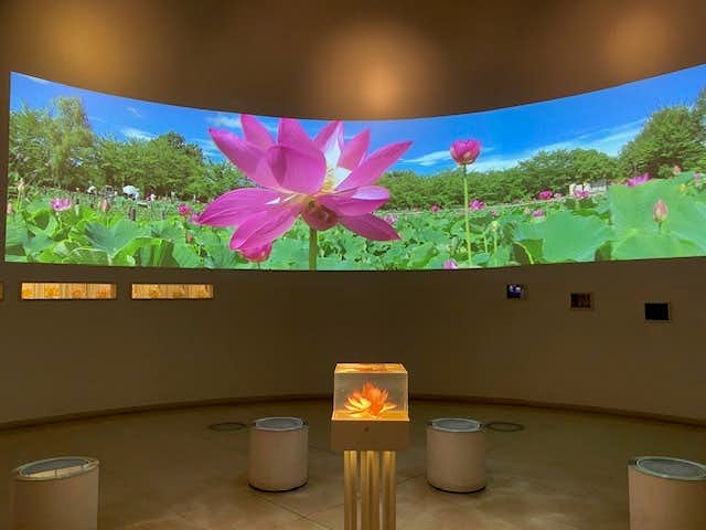 埼玉県のおすすめ観光スポットは古代蓮の里