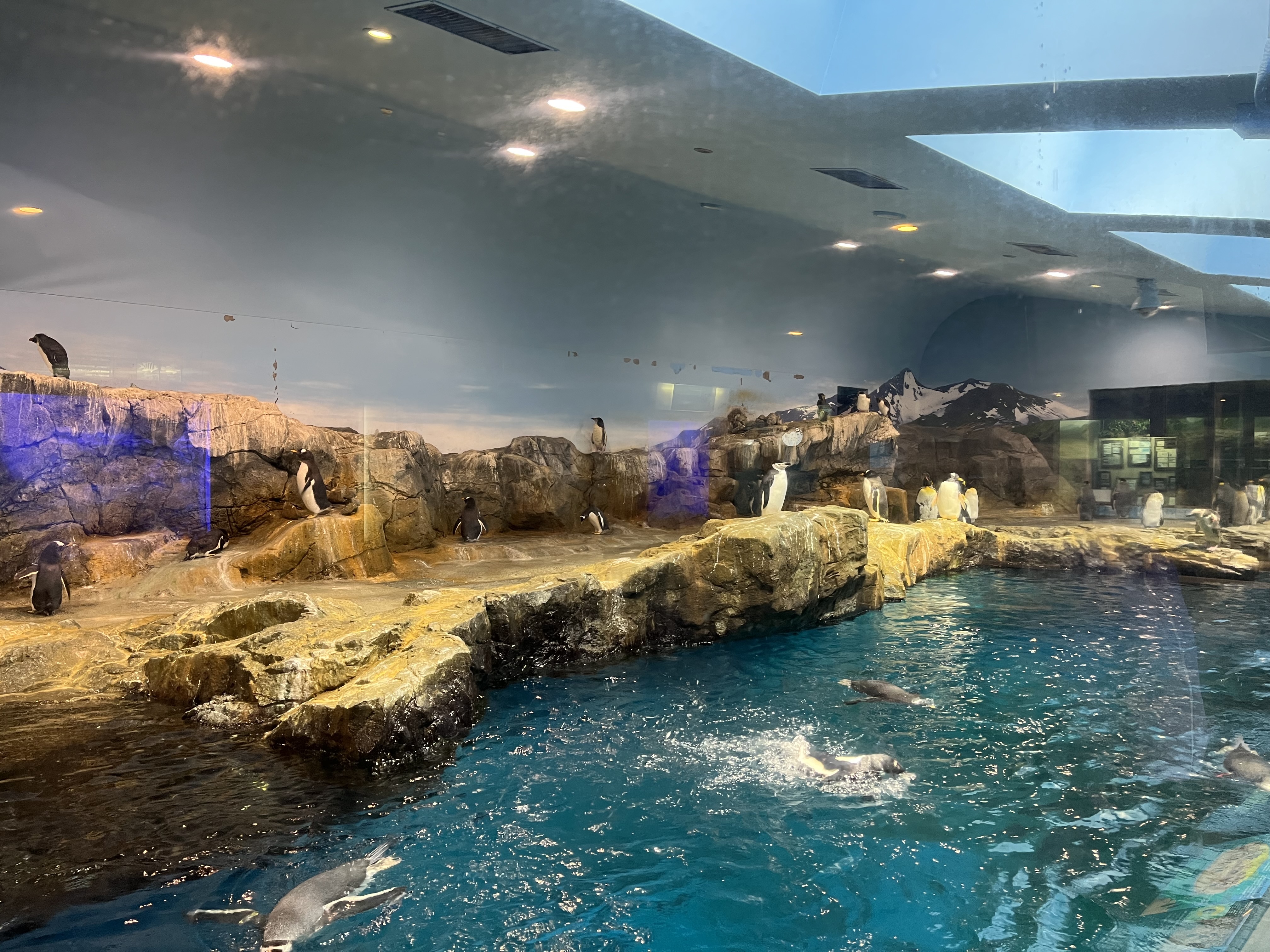 長崎のおすすめお出かけスポットは長崎ペンギン水族館