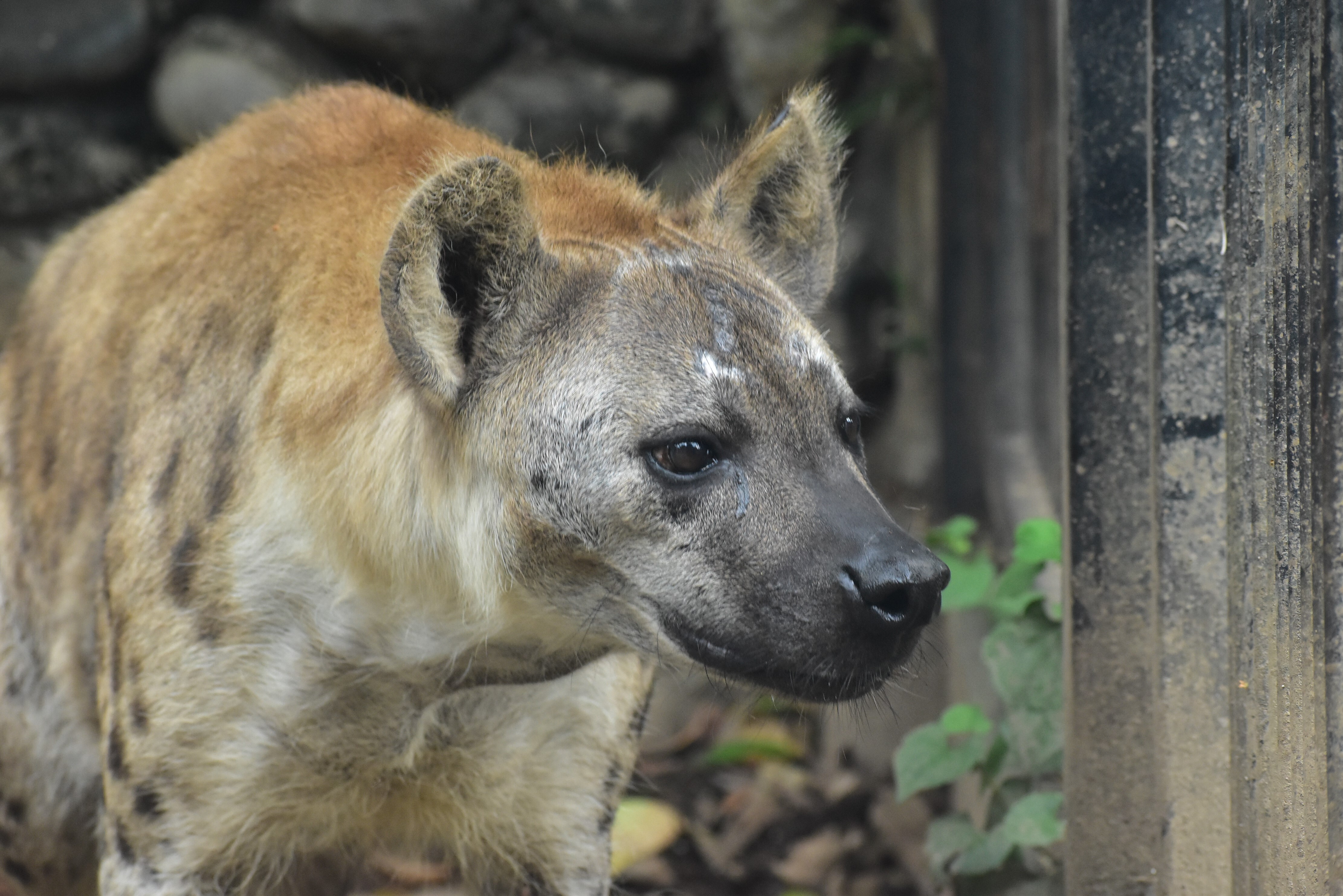 埼玉お出かけスポットとのおすすめは大宮公園小動物園