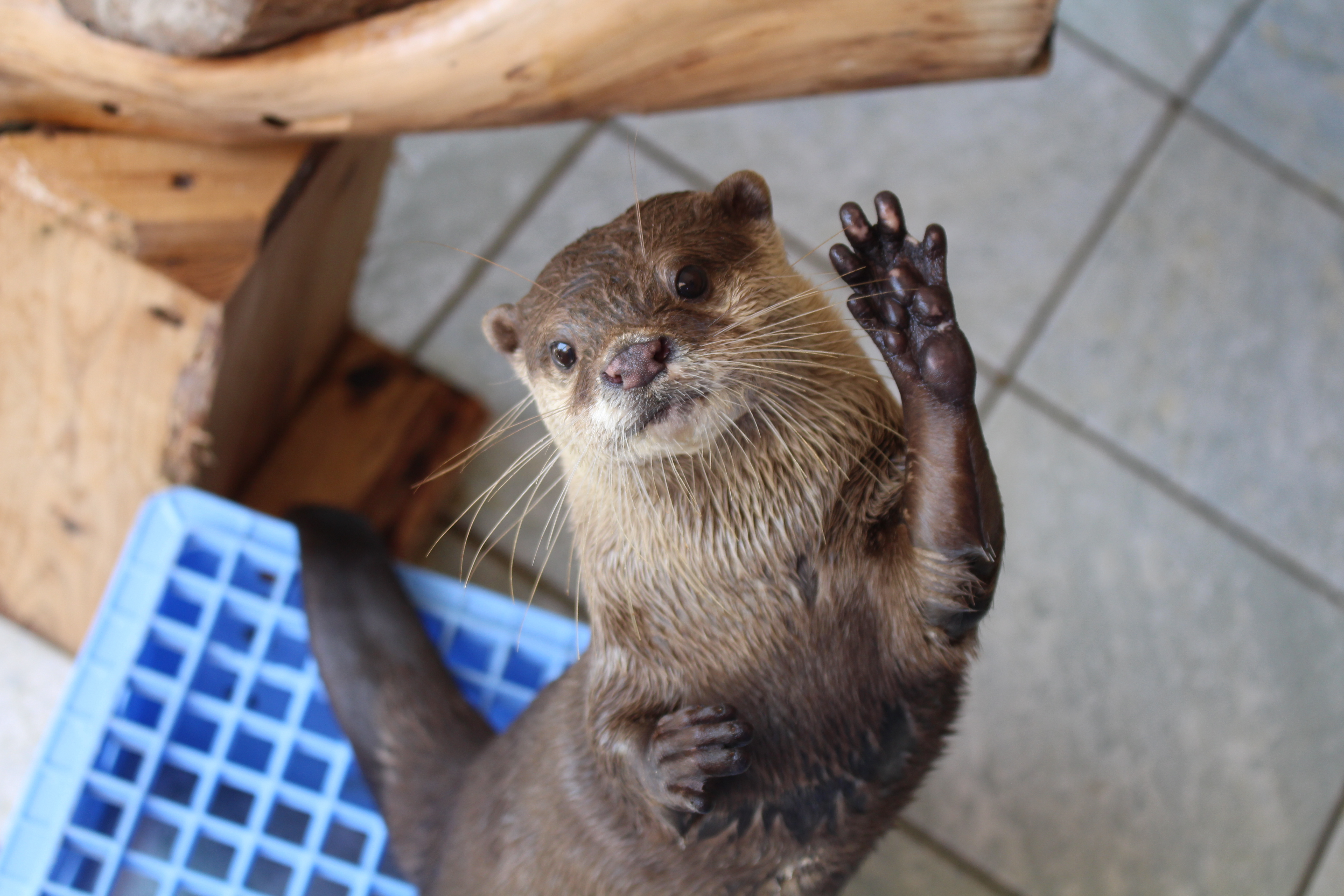 静岡お出かけスポットのおすすめは下田海中水族館
