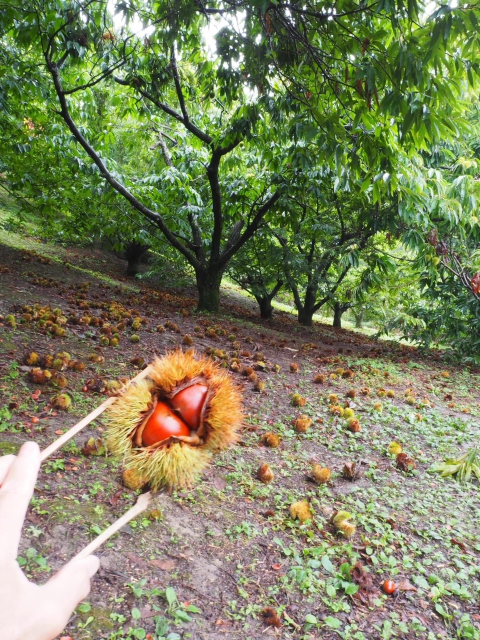 大阪府のおすすめお出かけスポットはやまびこ園